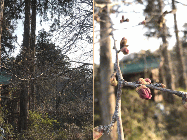 さくら　情報　3/28