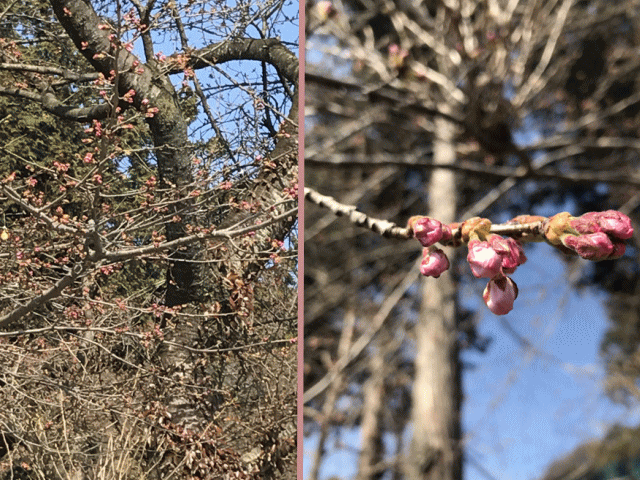 さくら　情報　4/2