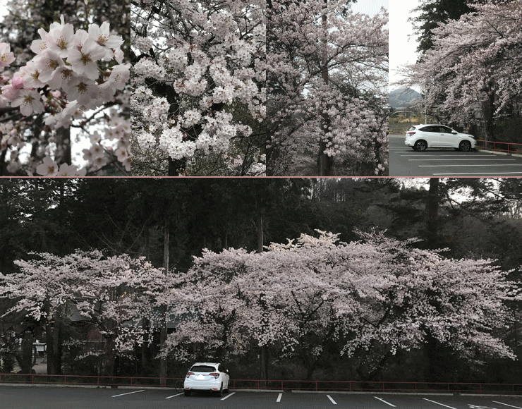 さくら　情報　４/１０　